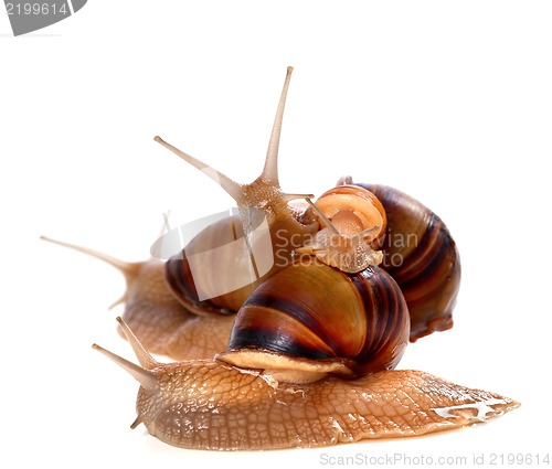 Image of Family of snails on top of one another