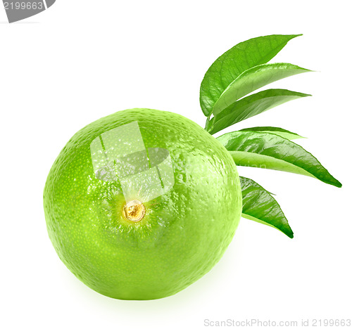 Image of Full fresh lime and a branch