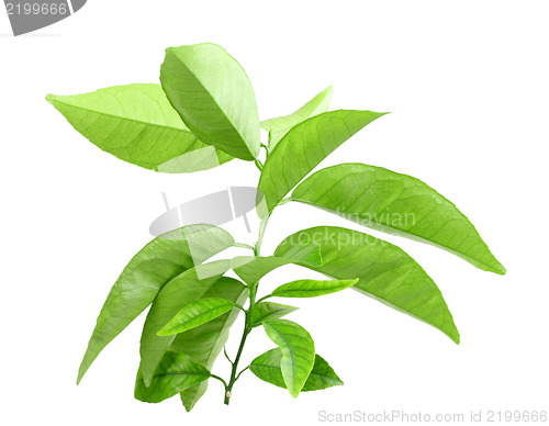Image of Branch of citrus-tree with green leaf
