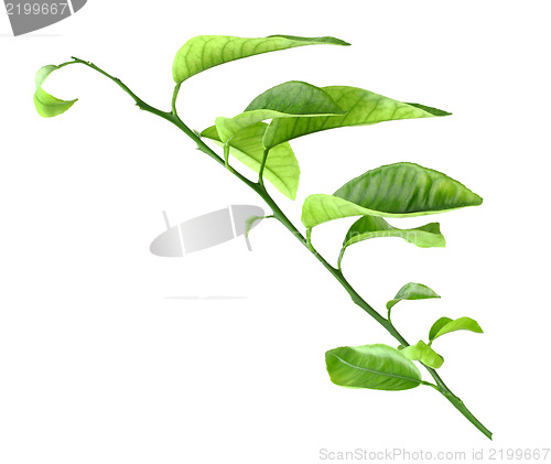 Image of Sprout of citrus-tree