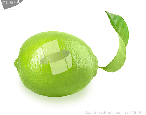 Image of Fresh lime with one green leaf