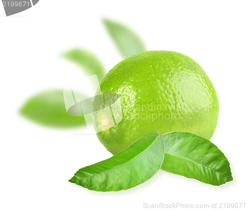 Image of Full fresh lime