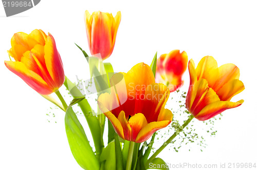 Image of Bouquet of yellow-red tulips, it is isolated on white