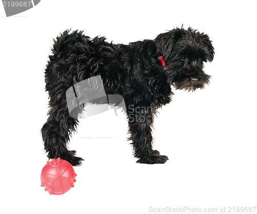 Image of miniature schnauzer is isolated on a white background