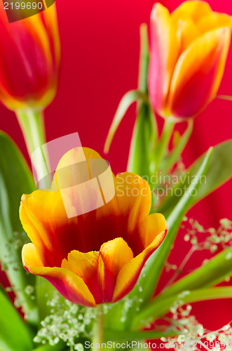 Image of Bouquet of yellow-red tulips on a red background
