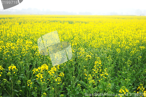 Image of Landscape of blooming rapeseed fields