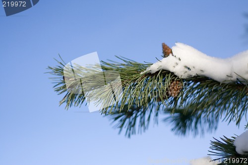 Image of Winter Pine