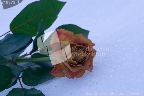 Image of Winter Rose