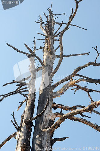 Image of Dead trees against blue sky
