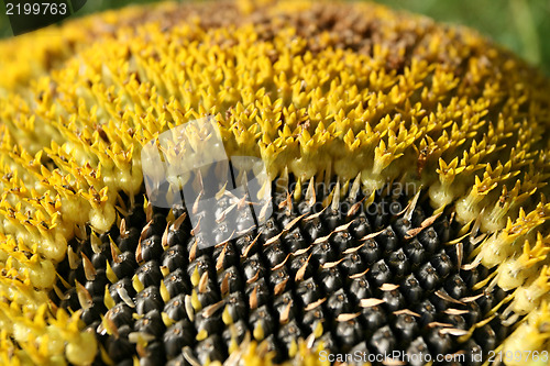 Image of Sunflower seeds