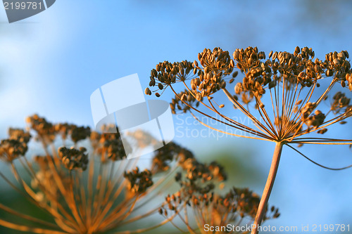 Image of Dill flowers outdoor