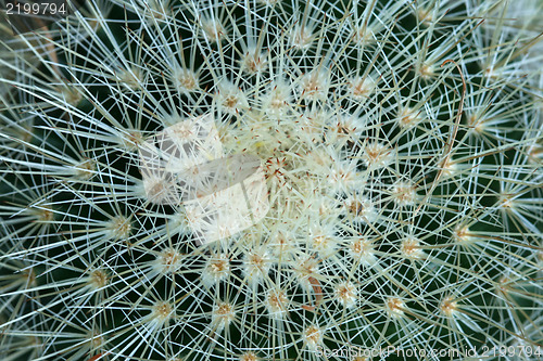 Image of Cactus background