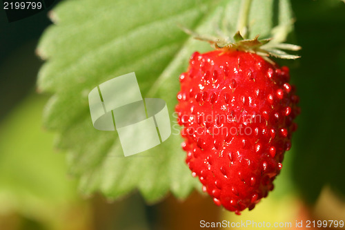 Image of Wild strawberry fruit