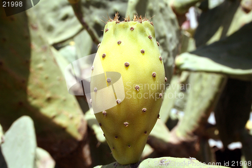 Image of Prickly Pear