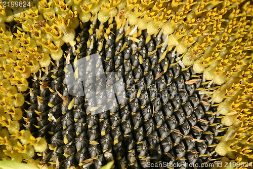 Image of Ripe sunflower seeds