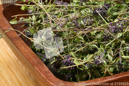 Image of Dried herbs Thymus serpyllum