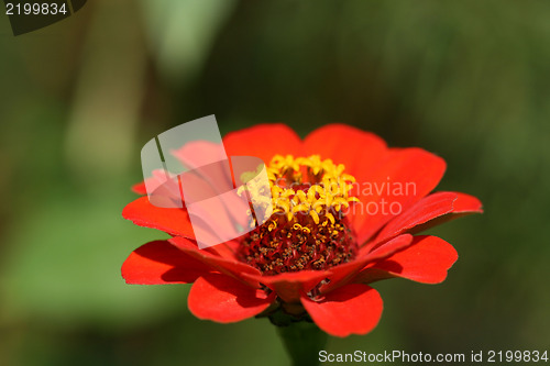 Image of Red flower Zinnia