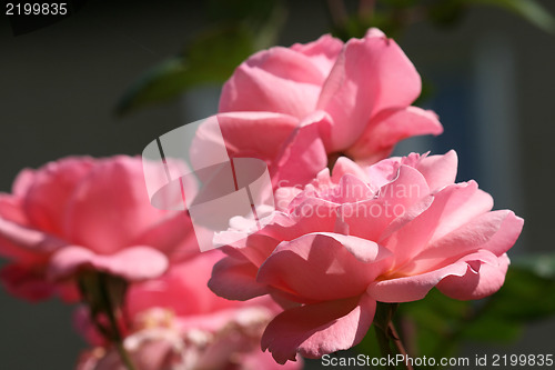 Image of Beautiful pink roses