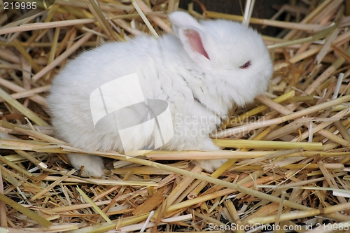 Image of baby rabbit