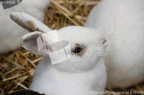 Image of white rabbit