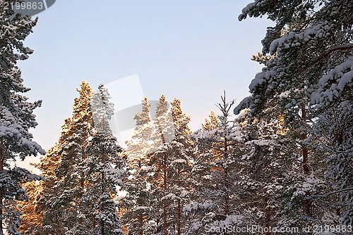 Image of Sun in the fir trees.