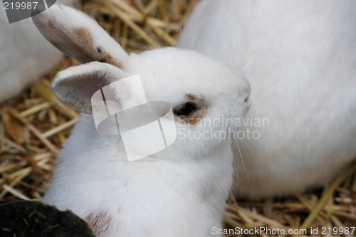 Image of white rabbit