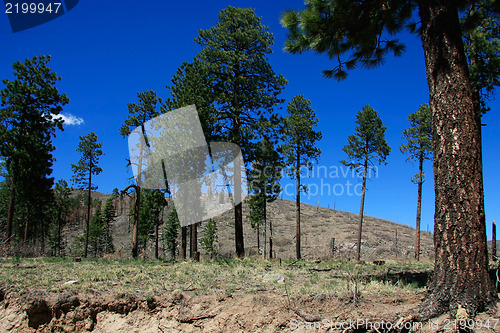 Image of Treasures of New Mexico