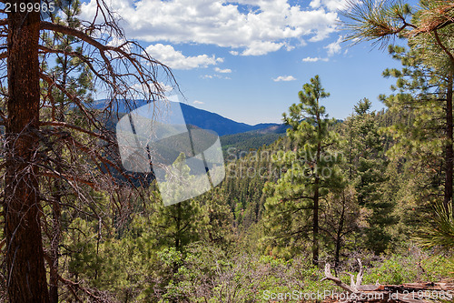 Image of Treasures of New Mexico