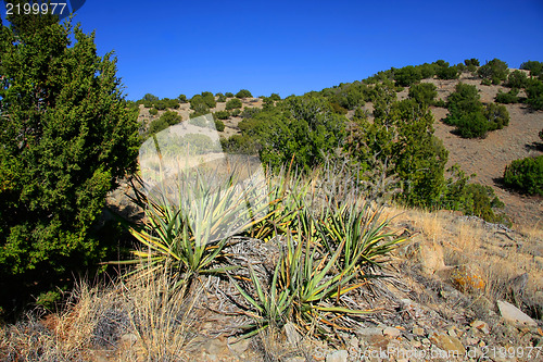 Image of Treasures of New Mexico