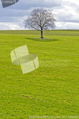 Image of green meadow with tree and clouds