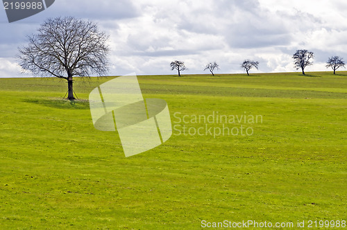 Image of green meadow with tree and clouds