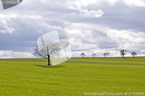 Image of green meadow with tree and clouds