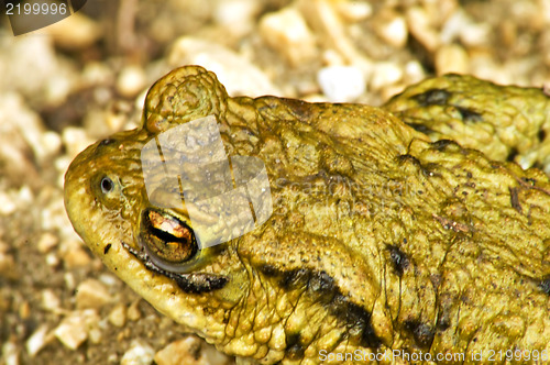 Image of Common toad