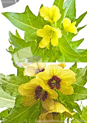 Image of Endangered species henbane