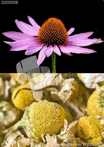 Image of Cone flower and chamomile 