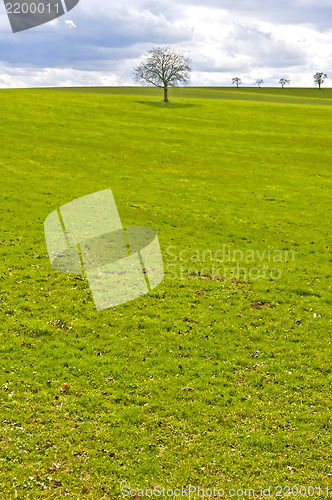 Image of green meadow with tree and clouds