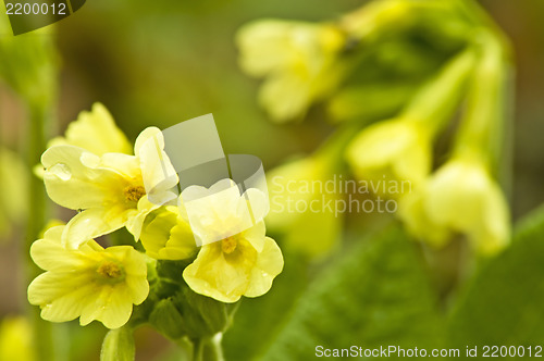 Image of Cowslip, Primula elatior