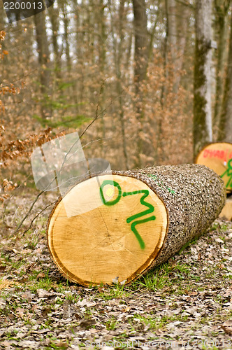 Image of Timber wood