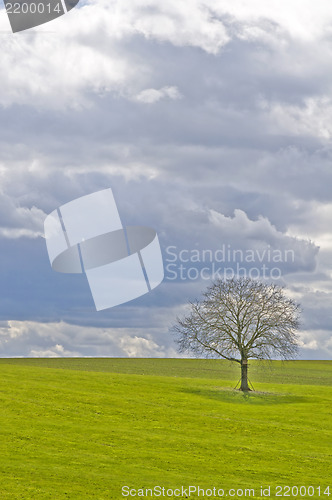 Image of green meadow with tree and clouds