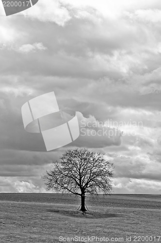 Image of green meadow with tree and clouds