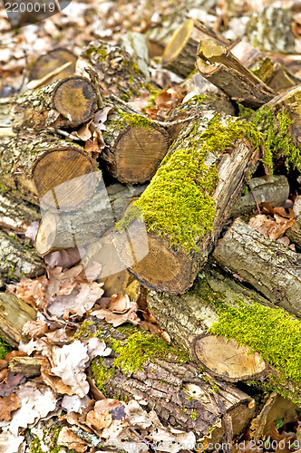 Image of Deadwood heap