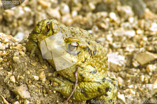 Image of Common toad