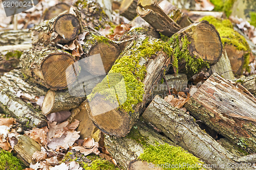 Image of Deadwood heap