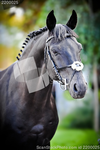 Image of stallion - breeder horse on green background