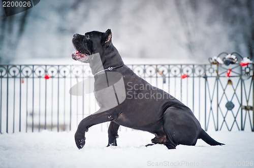 Image of black cane corso dog winter portrait