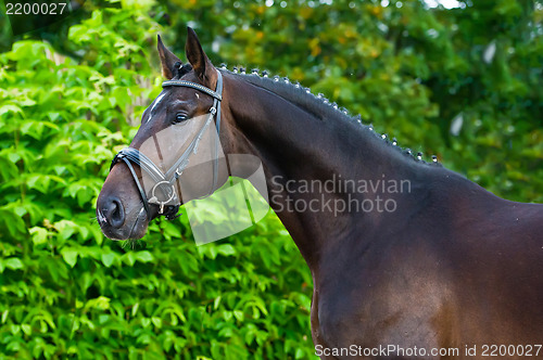 Image of Portrait of a bay hannoverian German stallion