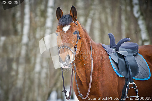 Image of Chestnut sidesaddle horse without her rider