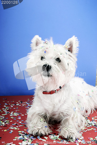 Image of Dog party