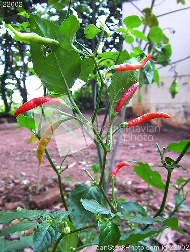 Image of red pepper wild tree