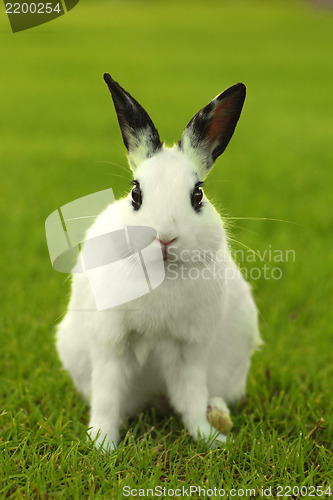 Image of  White Bunny Rabbit Outdoors in Grass